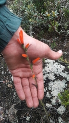 Castilleja integrifolia