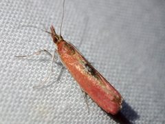 Canuza euspilella