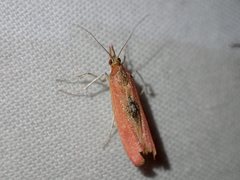 Canuza euspilella