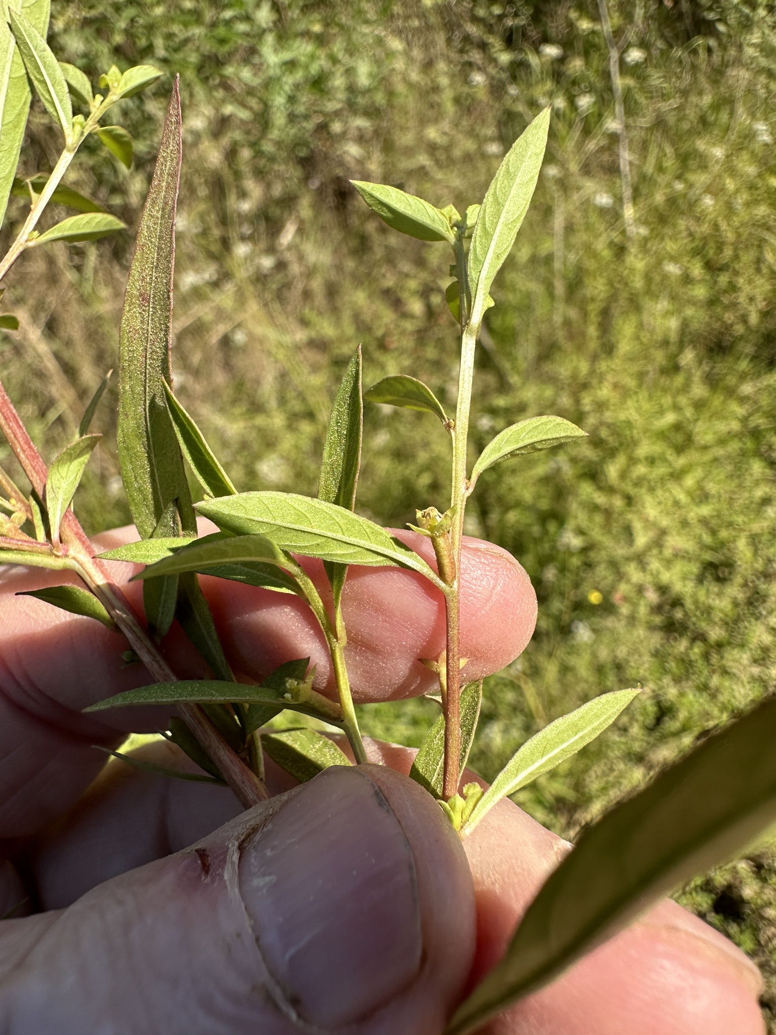 Imagem de Ludwigia glandulosa é conhecida como "Ludwígia"