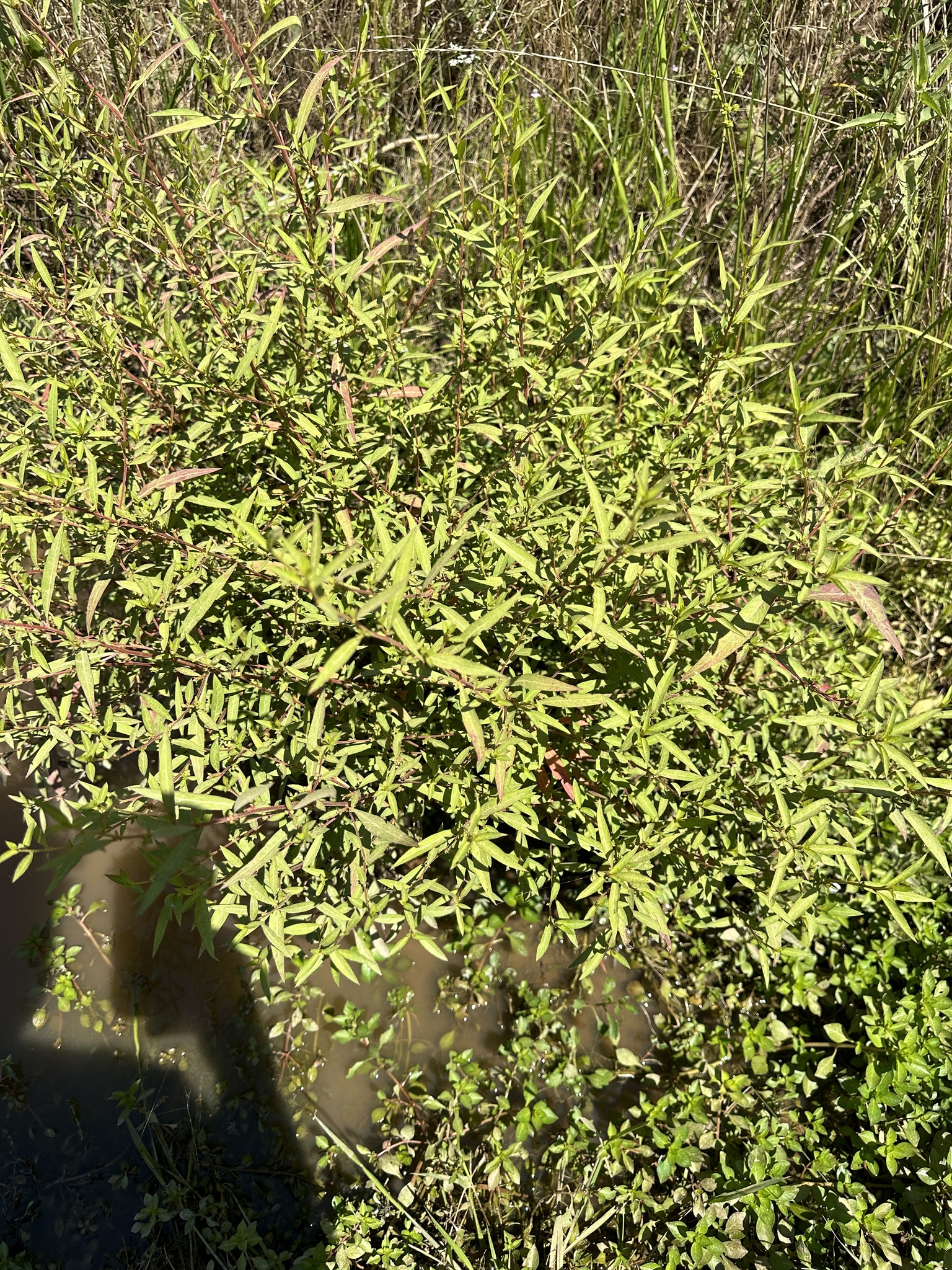 Imagem de Ludwigia glandulosa é conhecida como "Ludwígia"
