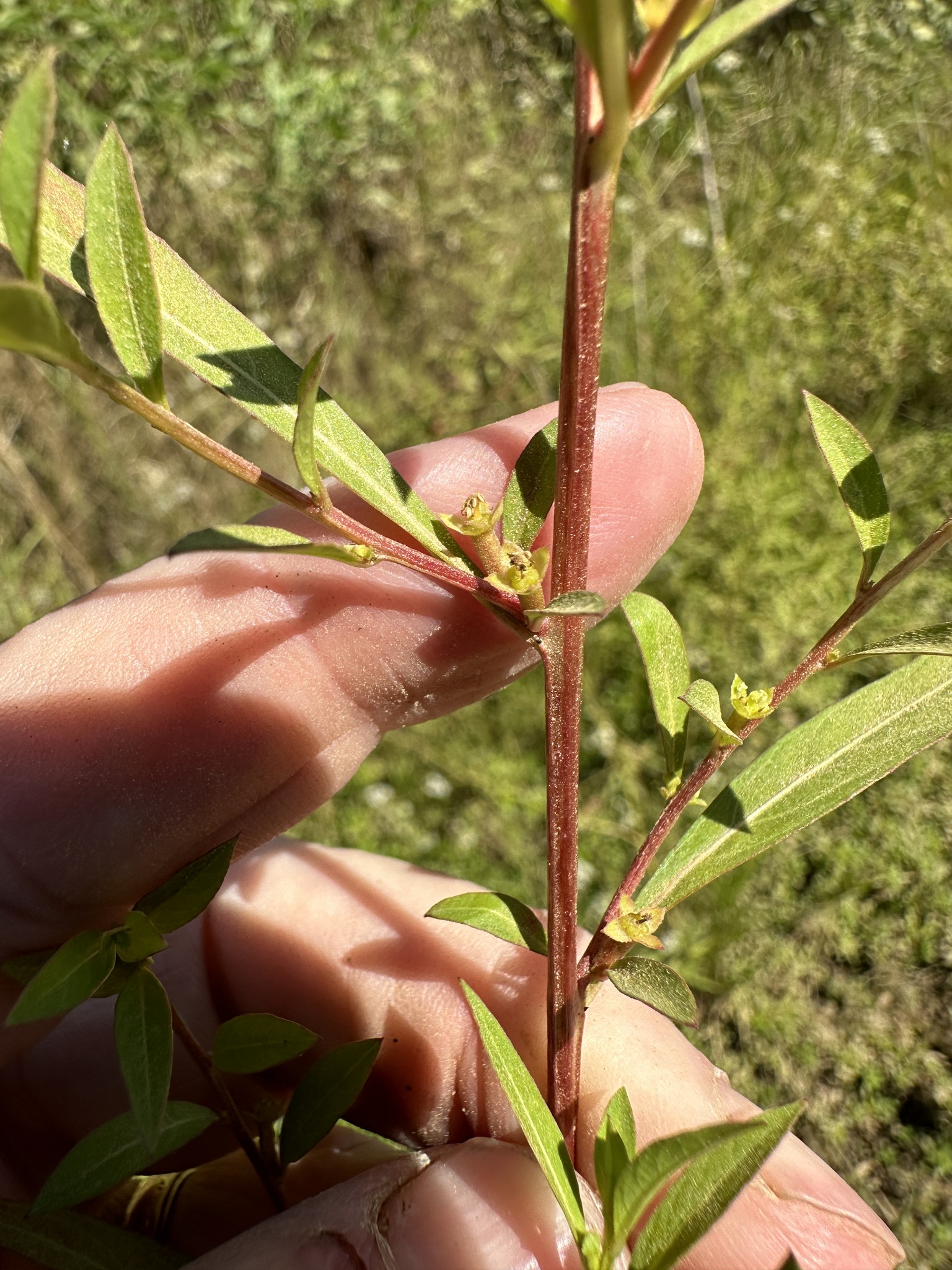 Imagem de Ludwigia glandulosa é conhecida como "Ludwígia"