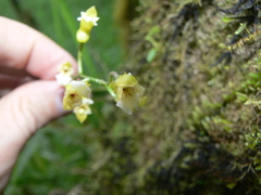 Comparettia