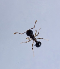 Pristomyrmex punctatus