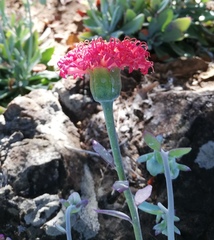 Kleinia fulgens