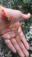 Castilleja integrifolia