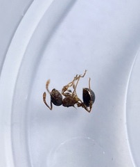 Pristomyrmex punctatus