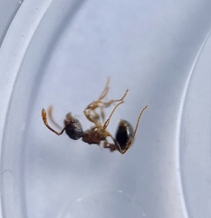 Pristomyrmex punctatus