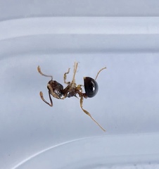 Pristomyrmex punctatus