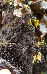 Callithamnion pikeanum