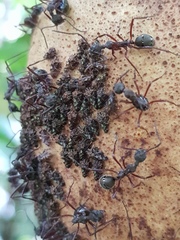Tropidaspis