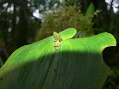 Pleurothallis cordata