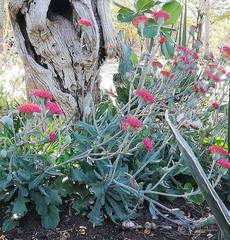 Kleinia fulgens