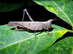 Phaeoparia lineaalba