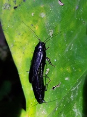 Blattoidae