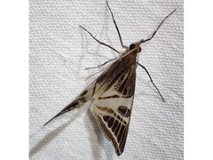 Phrataria transcissata