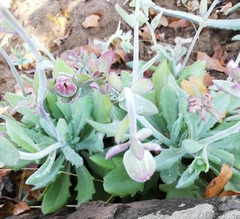 Kleinia fulgens