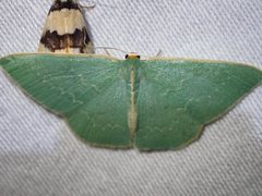 Chlorocoma melocrossa