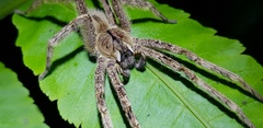 Phoneutria boliviensis