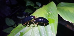 Blattoidae