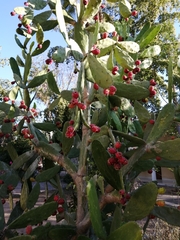 Opuntia cochenillifera