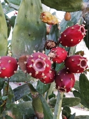 Opuntia cochenillifera