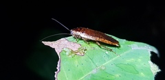 Blattoidae