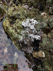 Chamberlainium tumidum