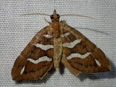 Chaetolopha niphosticha