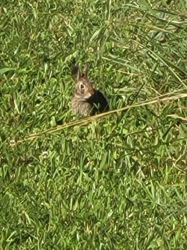 Eastern Cottontail photographed in Kentucky