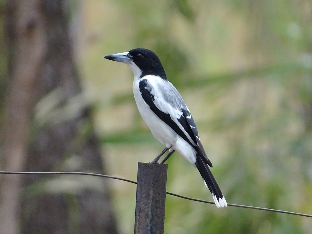 Silver-backed Butcherbird photo