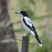 Silver-backed Butcherbird - Photo (c) sarah macdonald, some rights reserved (CC BY-NC), uploaded by sarah macdonald