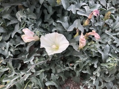Calystegia peirsonii