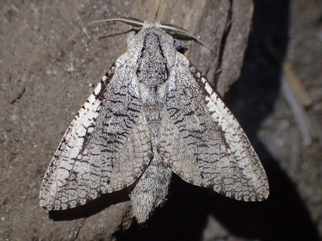 Endoxyla secta