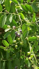 Sophoreae