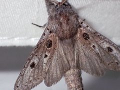 Sympycnodes digitata