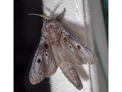 Sympycnodes digitata