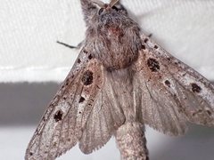 Sympycnodes digitata