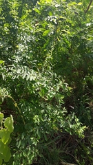 Sophoreae