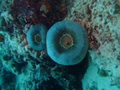 Amplexidiscus fenestrafer