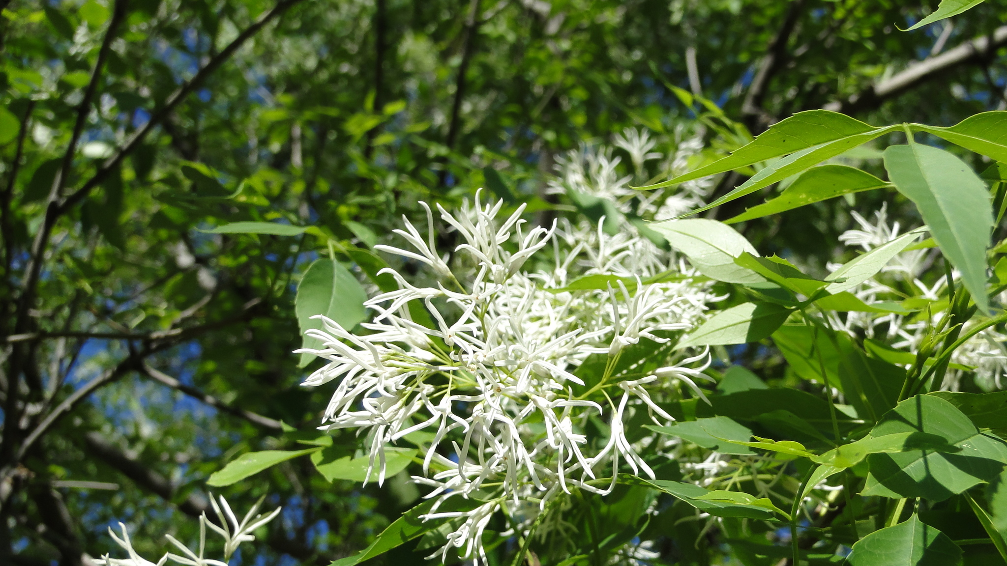 Fraxinus cuspidata
