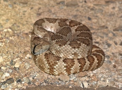 Crotalus stephensi