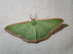 Chlorocoma cadmaria