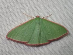 Chlorocoma cadmaria