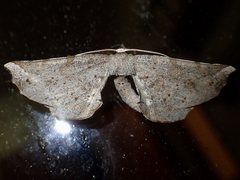 Parepisparis excusata