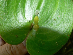 Pleurothallis cordata