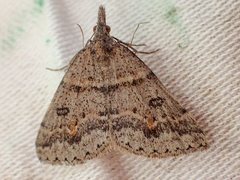 Dichromodes mesogonia