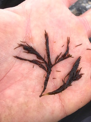 Cryptosiphonia woodii