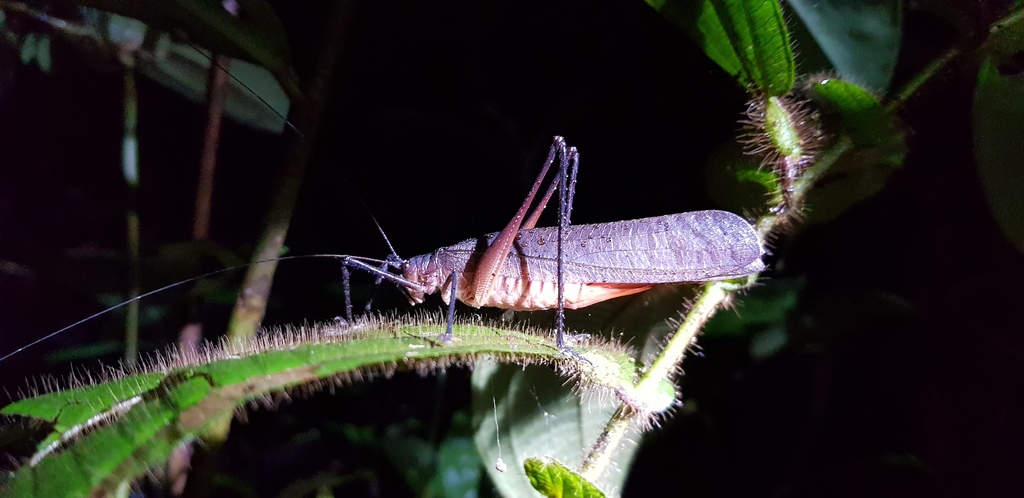 Leptotettigini