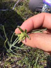 Fritillaria atropurpurea